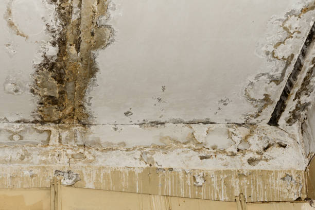 Reliable Warren, IL Water damage restoration Solutions